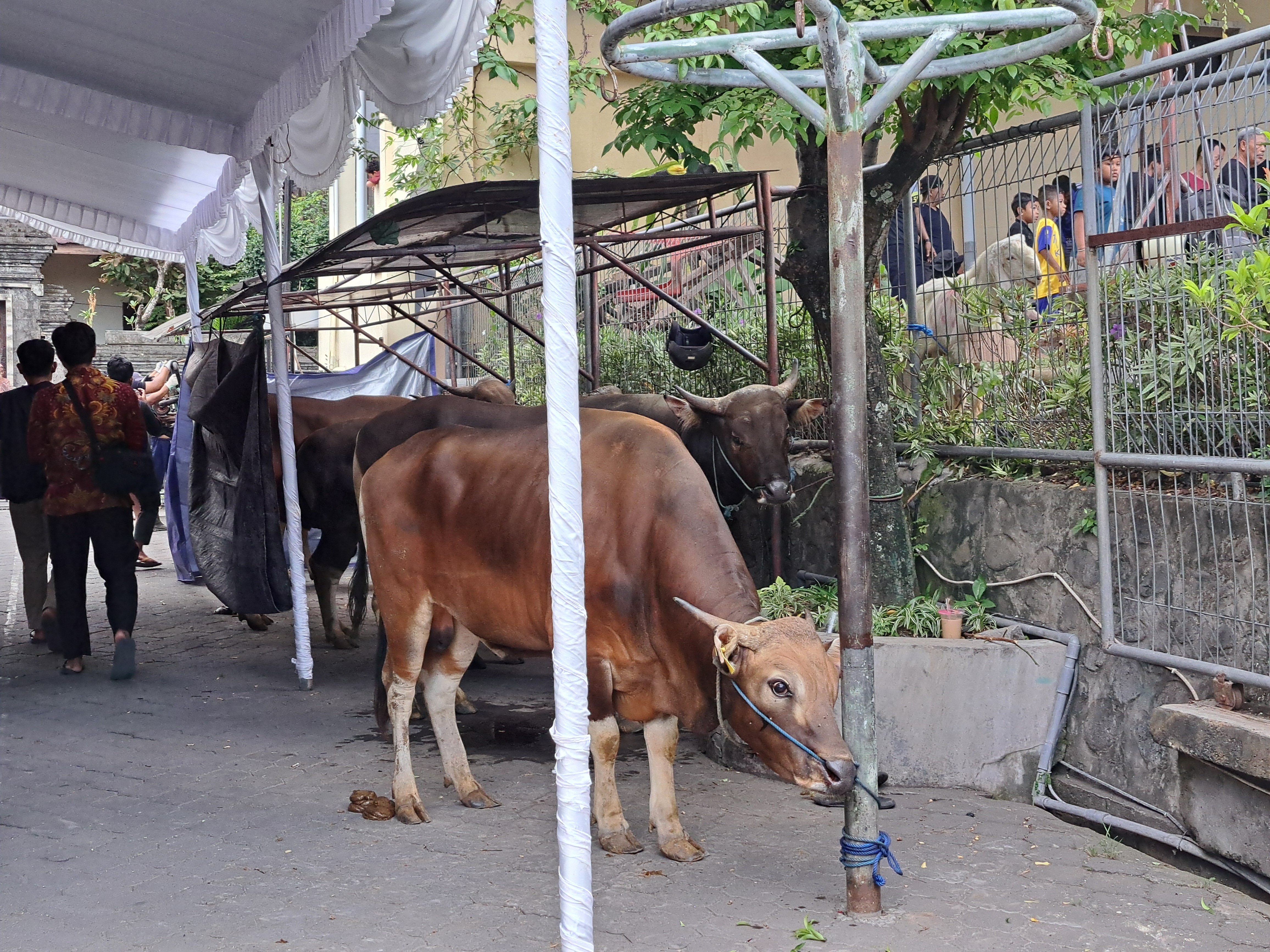 Perayaan Idul Adha 2024 , LDII Bali Sembelih 131 Sapi dan 278 Kambing