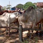 Jelang Iduladha 2024 Pemeriksaan Hewan Kurban Diintensifkan