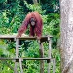 Serunya Menginap di Swiss-Belhotel Danum Palangka Raya , Wisatawan Bertemu  Orang Utan