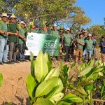 PLN UID Bali  Tanam 3.880 pohon Mangrove di Pulau Pudut