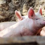 Jelang Galungan, Ketua GUPBI Bali,  Harap harga Babi hidup  Stabil dikisaran Rp.50 ribu/kg.