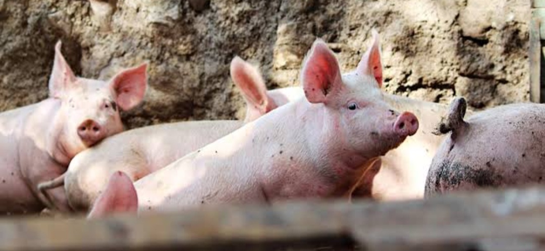 Jelang Galungan, Ketua GUPBI Bali,  Harap harga Babi hidup  Stabil dikisaran Rp.50 ribu/kg.