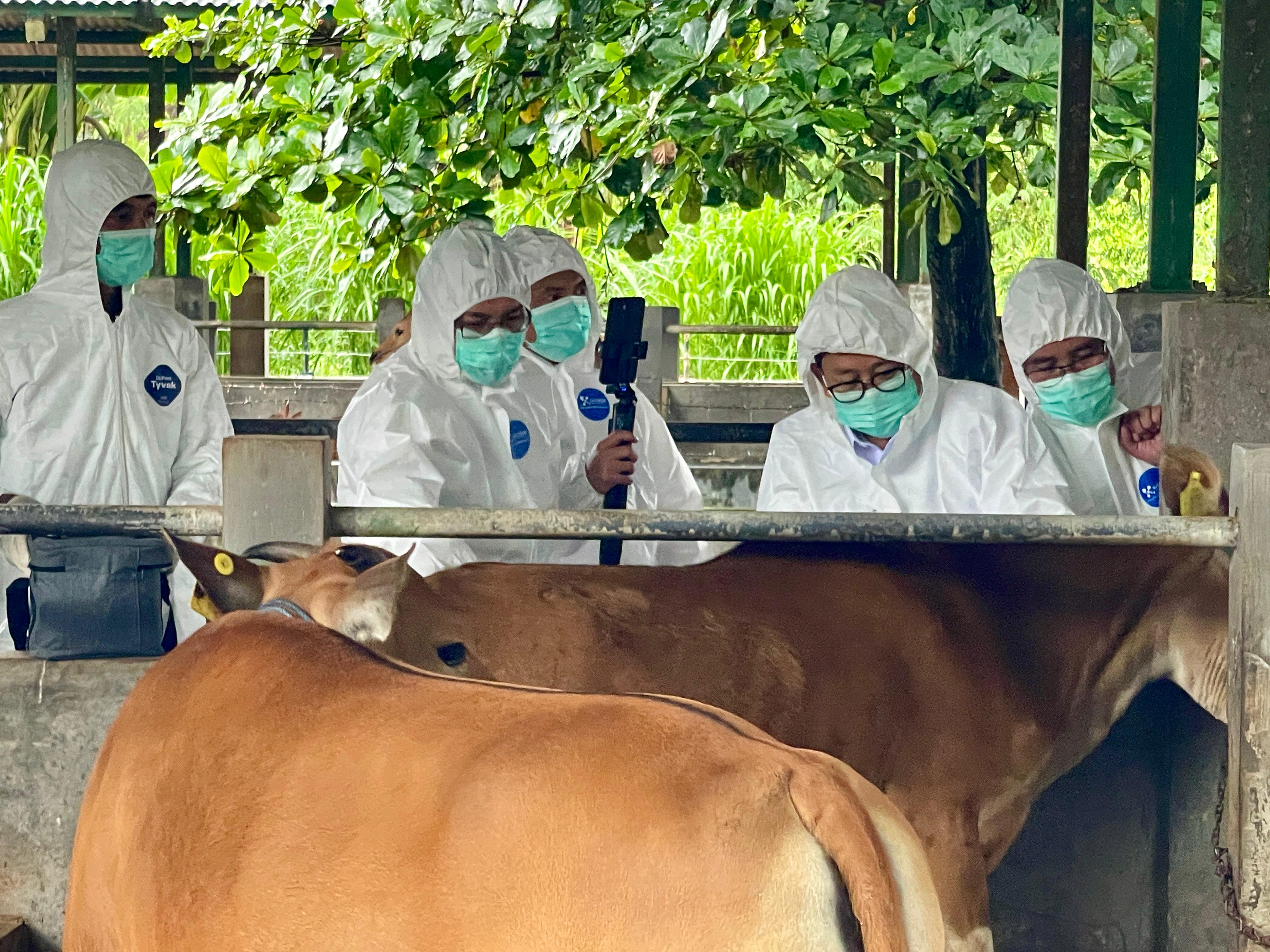 Bali Terima  17 ribu dosis vaksin PMK 