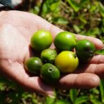 Benih Pembawa Harapan: Keberhasilan Pembuatan Tanaman Sumber Benih Jati Putih untuk Kelestarian dan Kesejahteraan.