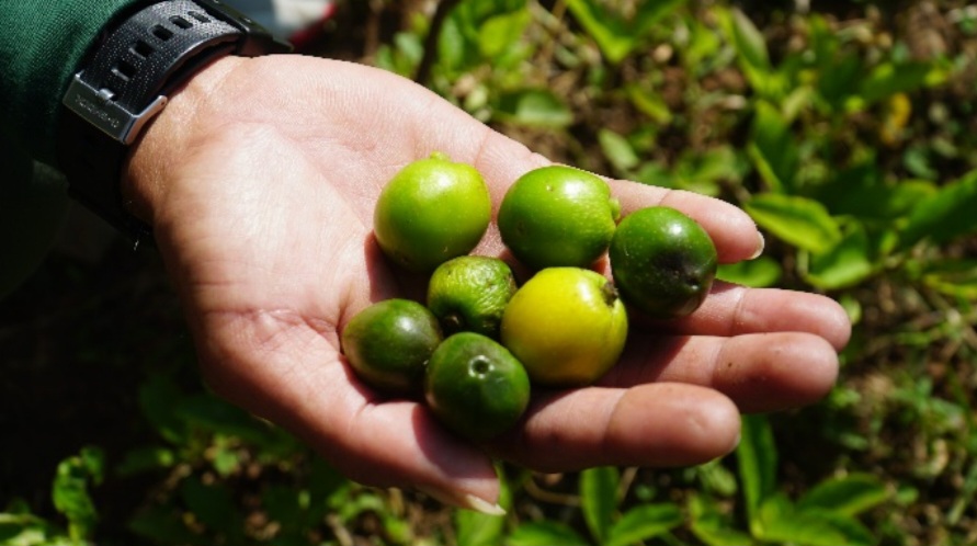 Benih Pembawa Harapan: Keberhasilan Pembuatan Tanaman Sumber Benih Jati Putih untuk Kelestarian dan Kesejahteraan.