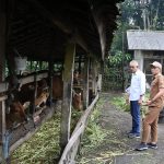 Permintaan Sapi Meningkat, Wakil Ketua II DPRD Bali, IGK. Kresna Budi  Kungker Ke Kab.Karangasem