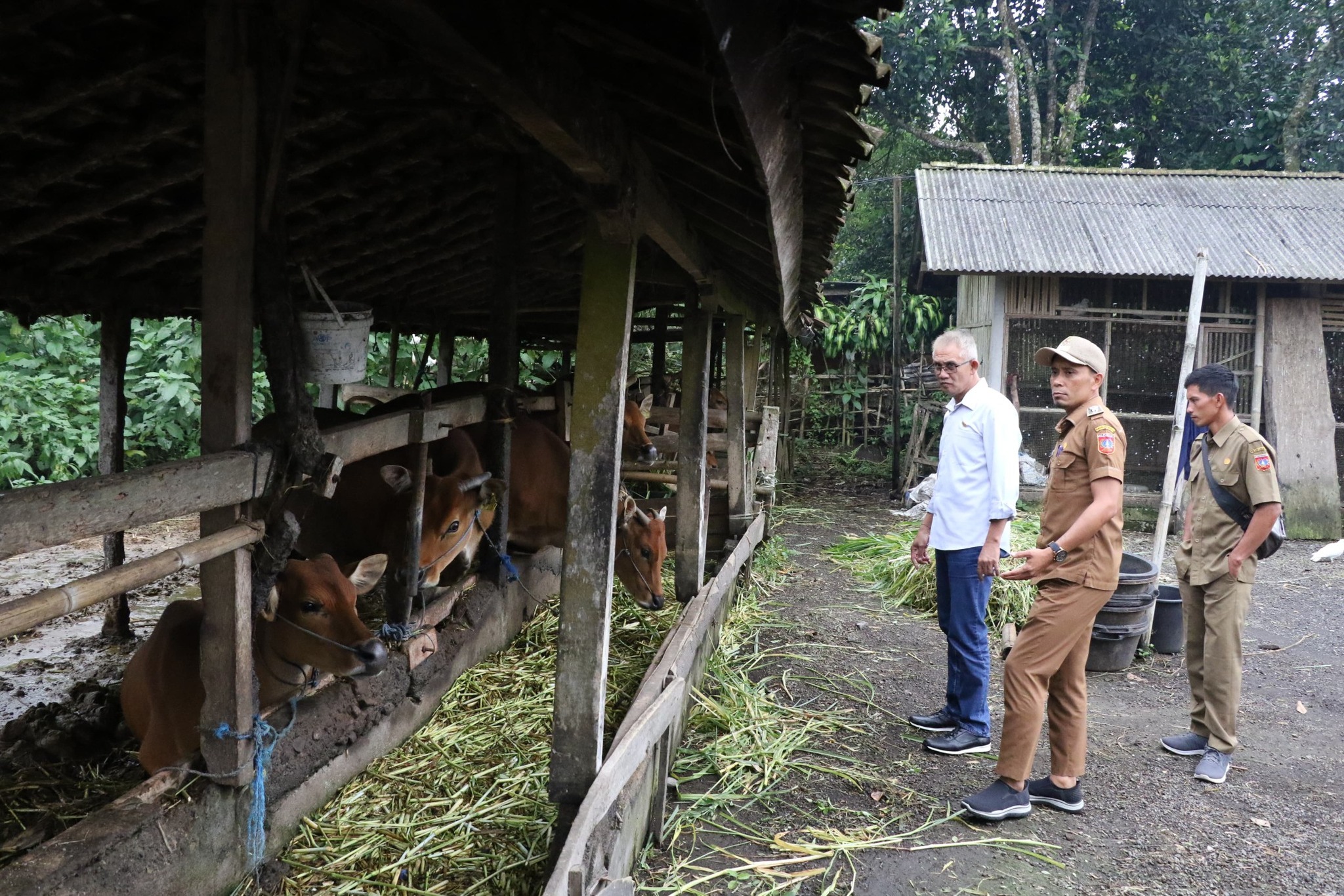 Permintaan Sapi Meningkat, Wakil Ketua II DPRD Bali, IGK. Kresna Budi  Kungker Ke Kab.Karangasem