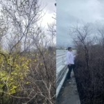 Kematian Massal Hutan Mangrove : Komunitas Lingkungan Laporkan Pertamina Patra Niaga ke Polda Bali