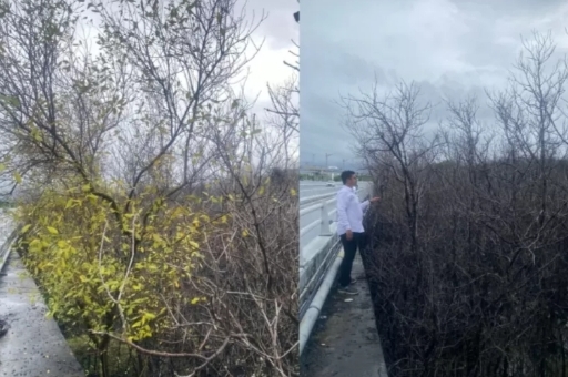 Kematian Massal Hutan Mangrove : Komunitas Lingkungan Laporkan Pertamina Patra Niaga ke Polda Bali