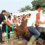 Kapolda Jabar Awali Penyembelihan 1 ekor Sapi dari 84 ekor Sapi dan 76 ekor Kambing Qurban