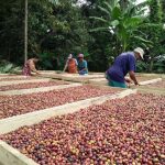 Kepastian Delivery Time PT Tiki JNE, Pengusaha Kopi ini tidak berpaling ke Jasa pengiriman lain