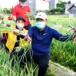 Rai Mantra Panen Perdana Bawang Merah Super Philip Di Sidakarya  Berharap Inovasi Ini Bisa Di Ikuti Desa Desa Lainya