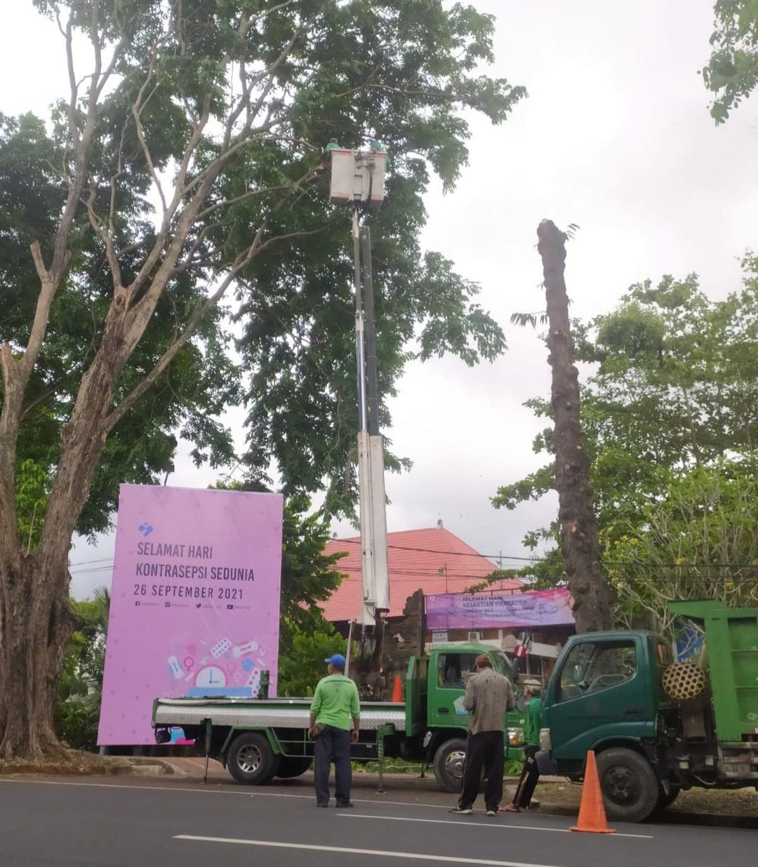 Masuki Musim Penghujan Serta Antisipasi Pohon Tumbang,Dinas LHK Kota Denpasar Laksanakan Perompesan Pohon Perindang