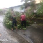 Tim Respon Cepat Desa Pemecutan Kelod Sigap Atasi Pohon Tumbang