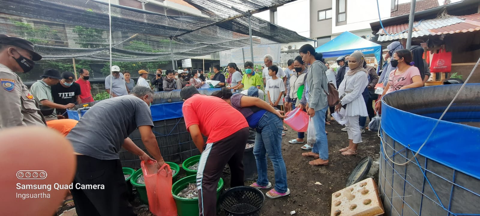 Jaga Stabilitas Pangan, Desa Dauh Puri Kelod Bagikan Ribuan Ikan Lele