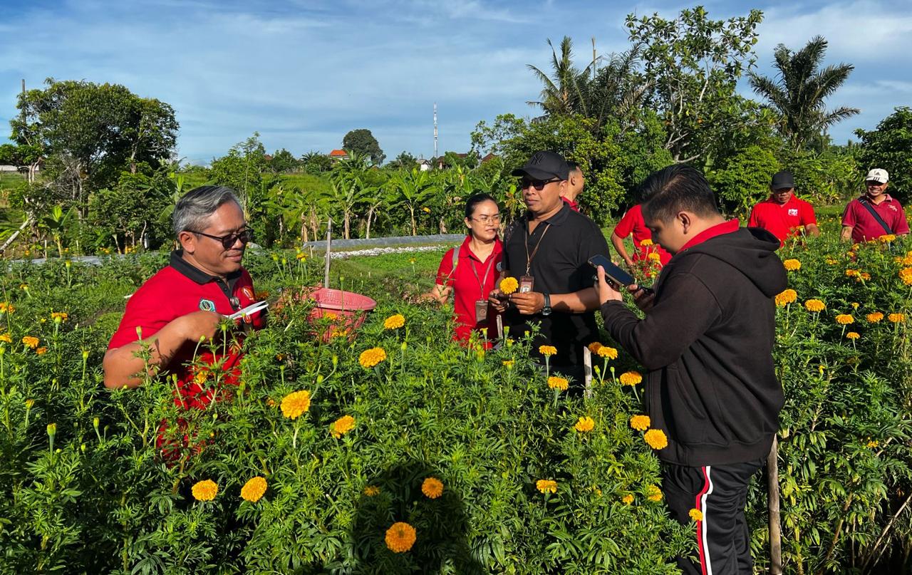 Tekan Laju Inflasi, Kelurahan Peguyangan Manfaatkan Lahan Subak Sembung Untuk Ditanami Bunga Gumitir