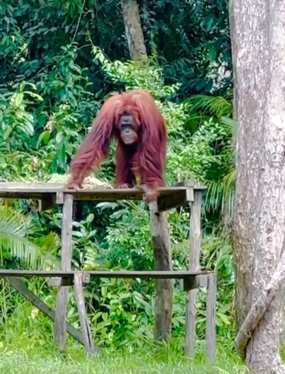 Serunya Menginap di Swiss-Belhotel Danum Palangka Raya , Wisatawan Bertemu  Orang Utan