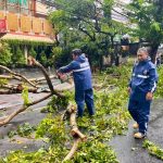 Cuaca Extrim Sebabkan Sejumlah Pohon Tumbang di Wilayah Denpasar